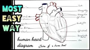 How to draw a perfect heart? How To Draw Human Heart Class 11 Herunterladen