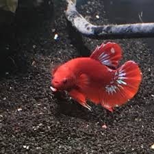 To communicate or ask something with the place, the phone number is (651). It Was A Big Day In My Betta World I Managed My First Successful Spawn And Picked Up This Hellboy That I Hope Will Become Even More Rad With Age Currently 2 5