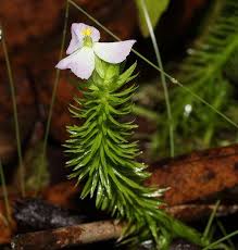 Image result for Mayaca