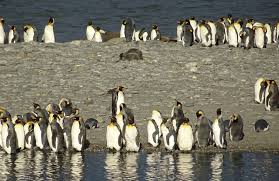 Der kaiserpinguin ist größer und dicker als der königspinguin. Konigspinguin Penguin Lovers
