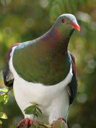 Native Birds Of New Zealand Kereru Or Wood Pigeon Wild Birds Beautiful Birds Pet Birds