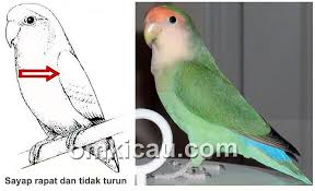 Dec 27, 2010 · request dong backsoundnya yg bianya dipake sm sketsa trans tv yg lucu2 itu lo. Standar Penilaian Beauty Contest Komunitas Lovebird Indonesia Om Kicau