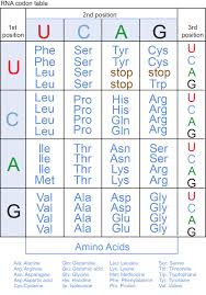 Dna And Proteins Genetics Generation