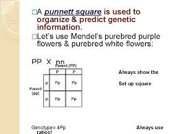 For pod color, the pea plants had two different alleles: Biology Patterns Of Inheritance Key Terms Scientists Genetics