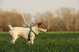 Cosmetic dog tail docking, much like ear cropping, is an elective surgery for dogs that certain breeds have to undergo soon after their birth. What Is Tail Docking