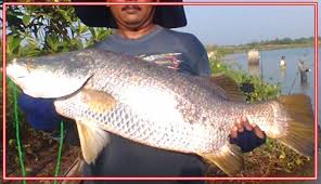 Mancing di tambak gila di huni ratusan kakap putih. Cara Mancing Kakap Putih Di Siang Hari Trip Mancing Ssk Fishing Banda Aceh Merahmata Fishing Cara Mancing Jaring Ini Sedikit Berbeda Dengan Mancing Pada Umumnya Teknik Khusus Mancing Ikan Menggunakan