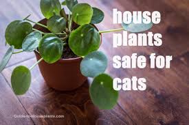 Also listing a few popular houseplants that are toxic to pets. House Plants Safe For Cats