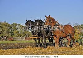 Working Team Of Horses A Team Of Three Horses Are Pulling A Plow Through A Field Of Oats Stubble In The Early Autumn Colors Canstock