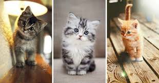 صور قطط صغيرة أجمل صور القطط الصغيرة في غاية الجمال بفبوف animals cats