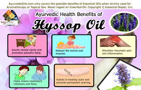 Maybe you would like to learn more about one of these? Health Benefits Of Hyssop Essential Oil Essential Oil
