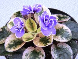 Image result for Saintpauliopsis