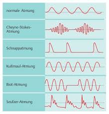 Atmungsmuster Medizin Bilder Anatomie Lernen Menschlicher Korper Anatomie