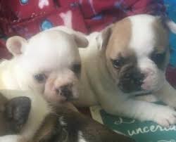 Price can be an indication towards the quality of the puppies breed lines and the breeders reputation. 5 Best French Bulldog Breeders In Florida Reviews Smiling Bulldogs