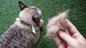 They can lead to skin irritation and infection if they're not removed. What Causes Fur Clumps On My Cat S Back
