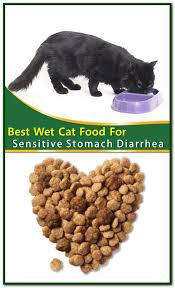 If it's one of these causes, the diarrhea may not clear. Best Wet Cat Food For Sensitive Stomach Diarrhea If You Have A Cat That Struggles With A Sensitive Stomach Or Issues Wet Cat Food Cat Food Sensitive Stomach