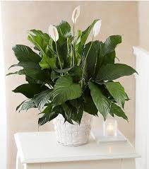 Image result for Spathiphyllum