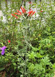 Image result for Dicliptera sp. C
