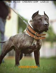 Pin By Derrick Ford On A P B T Pitbull Dog Quotes Pitbull Dog American Pitbull Terrier