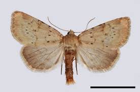 Image result for Photedes minima