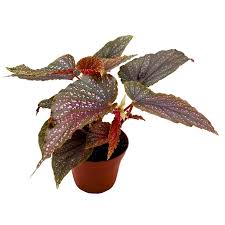 Image result for Begonia princeae