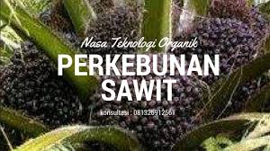Benih kelapa sawit asli · 1. Bibit Kelapa Sawit Unggul Beserta Cara Pemilihannya