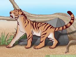 3 Ways To Identify Feline Species By Fur Wikihow