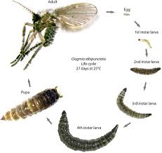 fruit flies, gnats or drain flies