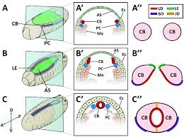 The drosophila dorsal is a rel protein originally identified as an important morphogen in dv polarization. Cardioblast Cb Migration During Drosophila Embryogenesis A A Download Scientific Diagram