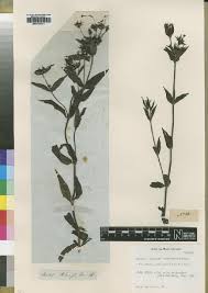 Image result for Ixora mildbraedii