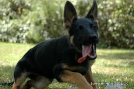 My bloodline provides a healthy line that produces the straight back, genetically strong, absolutely no cross breeding and. Home Black German Shepherd Breeders Black Sable Gsd Puppies For Sale Dog Training Fo German Shepherd Puppies German Sheperd Dogs German Shepherd Breeders