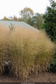 Image result for Panicum gilvum