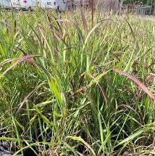 Image result for Panicum novemnerve