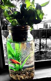Mason Jar Aquaponics Complete Kit Start Your New By Greenplur Aquaponics Diy Fish Tank Aquaponics System