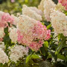 Image result for hydrangea paniculata vanille fraise