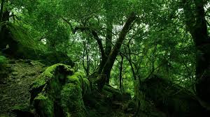 Green Forest Vegetation Wallpaper 1920x1080 Need Iphone 6s Plus Wallpaper Background For Iphone6splus Forest Wallpaper Jungle Wallpaper Jungle Pictures Submitted 1 year ago by deleted. pinterest