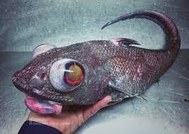 Russian Fisherman Posts Terrifying Creatures Of The Deep Sea And People Want Him To Stop New Pics Deep Sea Creatures Deep Sea Weird Sea Creatures