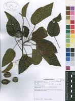 Image result for Croton inhambanensis