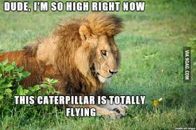 The image features the actor steve buscemi dressed youthfully and holding a skateboard, and is usually subtitled with the tag line. I Present To You Stoned Lion 9gag