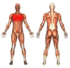 Get immediate medical help if you think you're having a heart attack. Chest Pain Wesley Chapel Fl Zephyrhills Fl Florida Pain Medicine