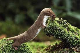 Jakie zniszczenia może spowodować kuna? Lasica Laska Mustela Nivalis Dinoanimals Pl