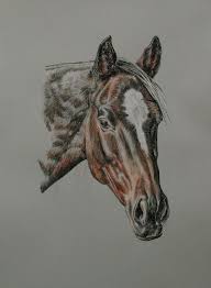 Horse drawing is made in the same way. Photo To Portrait Striking Coloured Pencil Horse Portraits Clarkpaintings
