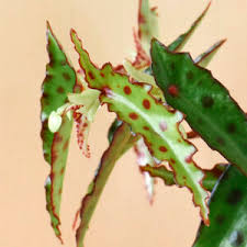There are a few hoya's out there which make ideal houseplants, hoya kerrii or the sweetheart plant is one of them. H1lrwd47l0b 7m