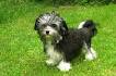Lowchen Puppies for Sale from Reputable Dog Breeders