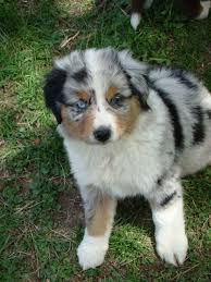 Aussiedoodles are known as the einstein of the dog breeds. Awesome Paws Breeder Of Moyen Poodle Aussiedoodle Puppies And Ragdoll Kittens Visit Www Awesomepaws Net For Availability Poodle Puppy Puppies Aussiedoodle