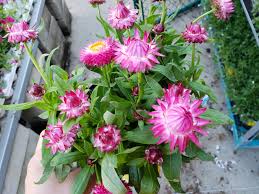 Removing the damaged area will help the plant to grow and thrive. The Plant That Produces The Glued On Cactus Flowers Straw Flower Gardening