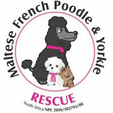 11 boerboel puppies for sale to approved homes only. Maltese French Poodle Yorkie Rescue South Africa Home Facebook