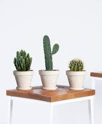 Asian/oriental style home setup with western style cactus/succulent.what ideas do you have?call or whatsapp now on +971502937772 or. The Best Indoor Cactus Plants Architectural Digest