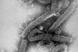 Both viruses are native to africa,. Y 6 Rydjigryvm