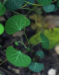 Image result for Cissampelos torulosa