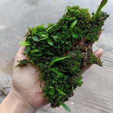 Image result for Lepisorus schraderi